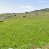 Teren Intravilan , Constructie Casa, Uriu , zona in plina dezvoltare  thumb 4