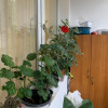 Apartament 2 camere + bucătărie/renovat recent/ Dealul Florilor, Dej. imaginea mica 21 Apartament 2 camere + bucătărie/renovat recent/ Dealul Florilor, Dej. thumb 21